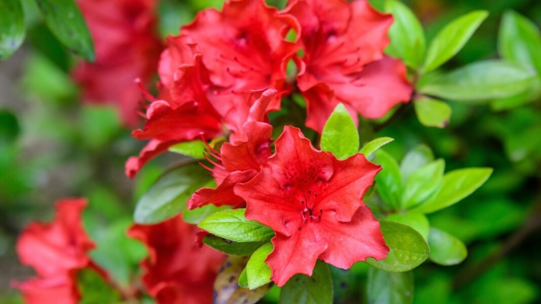 A close-up shot of a large composition of vivid deep red colored flowers of the autumn bonfire azalea