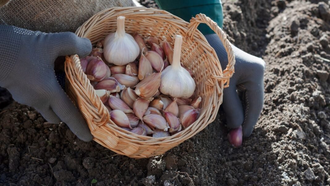 A close-up shot of a person's hand holding a small basket full of cloves of an allium crop, in the process of planting them, showcasing how to grow garlic grocery store