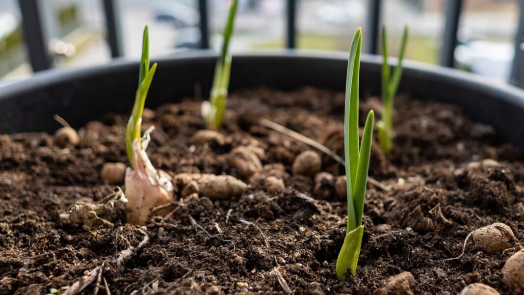A close-up shot of several developing and sprouting allium crops, showcasing how to grow garlic containers