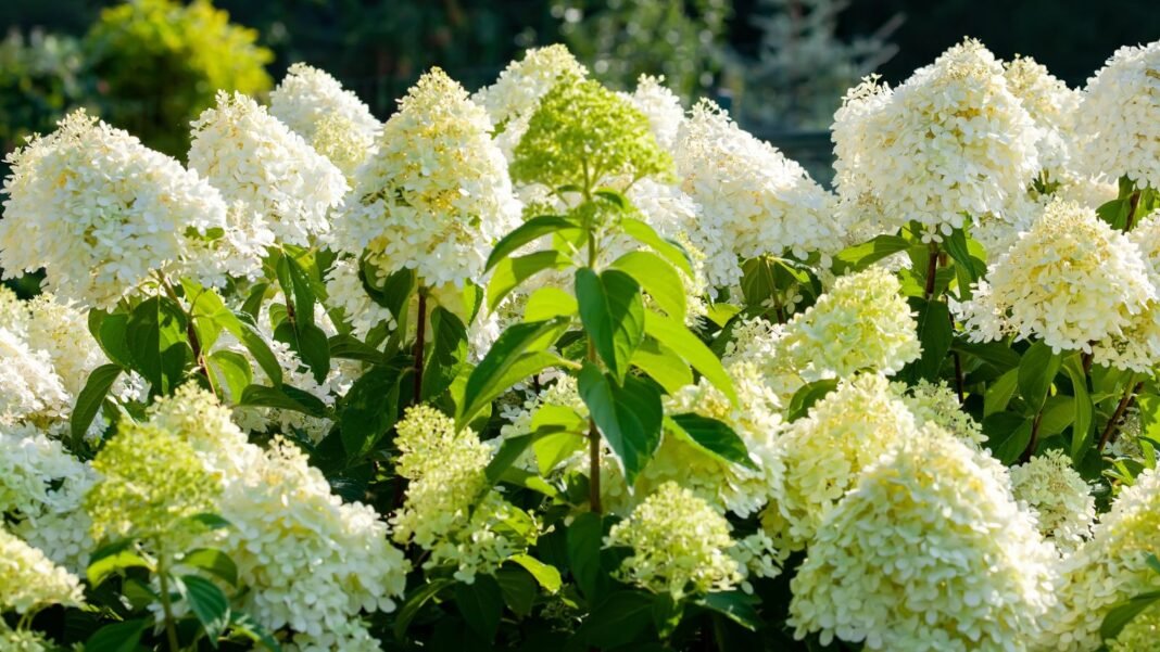 A-healthy-and-lush-limelight-hydrangea-tree.jpg A healthy and lush limelight hydrangea tree appearing to have cone-like flower clusters surrounded by vibrant green leaves and foliage
