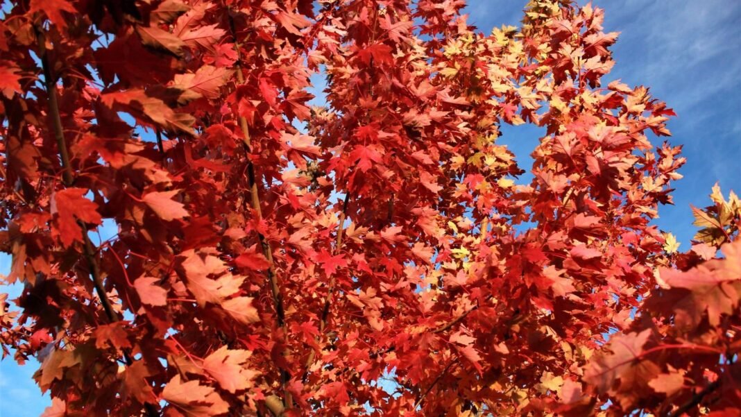 The red leaves of autumn blaze maple against a blue sky.