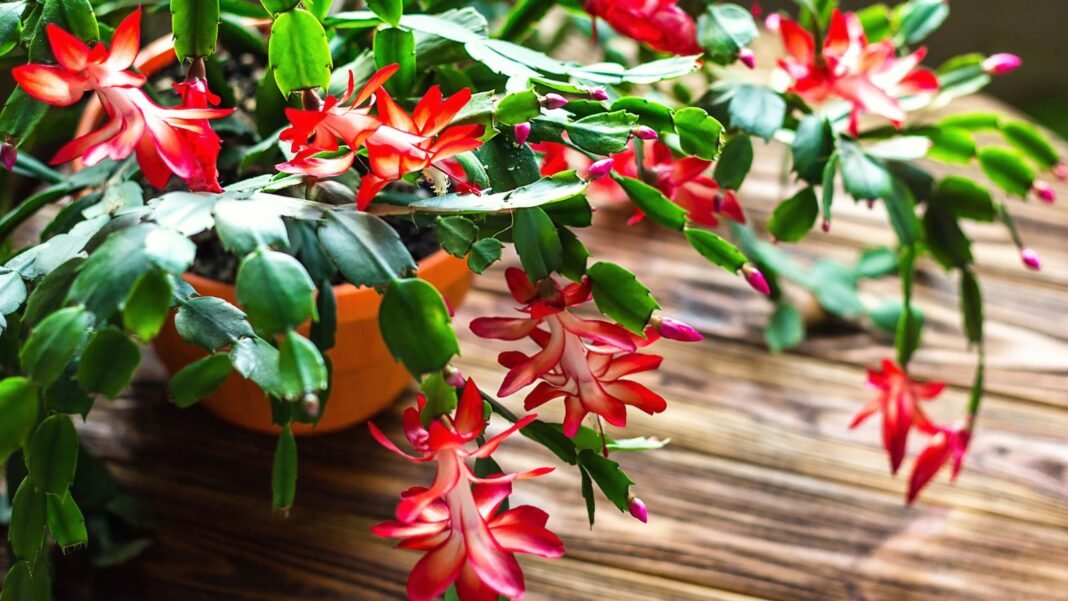 An overhead and close-up shot of a developing plant on a pot meant to move Thanksgiving Christmas cactus indoors