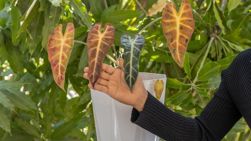 Drooping alocasia fix which can vary based on the cause, with a person using bare hand to hold the brown leaves