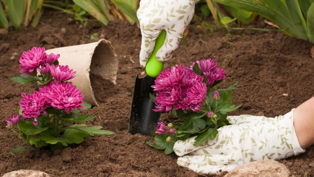 Planting mums ground with the gardening holding the small plant in a hole in the soil appearing to have vibrant pink blooms