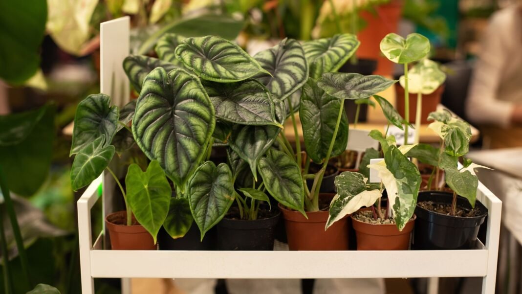 Potted-alocasia-tips-meant-to-help-plants-thrive-indoors.jpg Potted alocasia tips meant to help plants thrive indoors appearing to be placed on a white rack under warm light