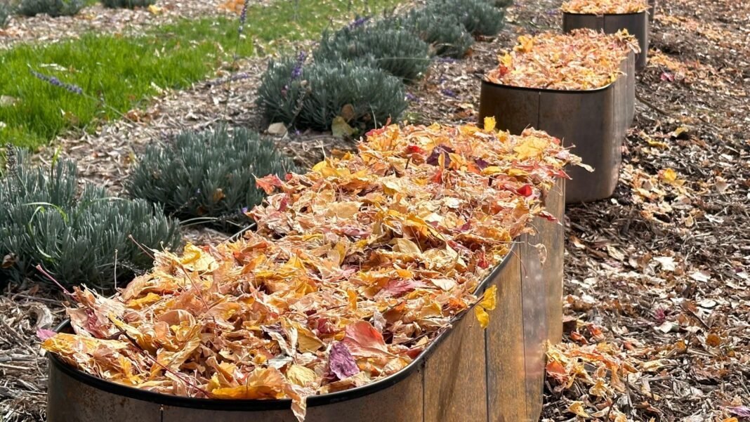 Close-up of prepared garden beds for winter shows raised iron beds fully covered with a thick layer of dry autumn leaves as mulch, with nearby low bushes also insulated under mulch for protection.