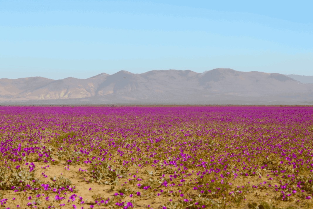 It's blooming beautifully! The world's driest plain undergoes an unusual transformation in the Atacama Desert  