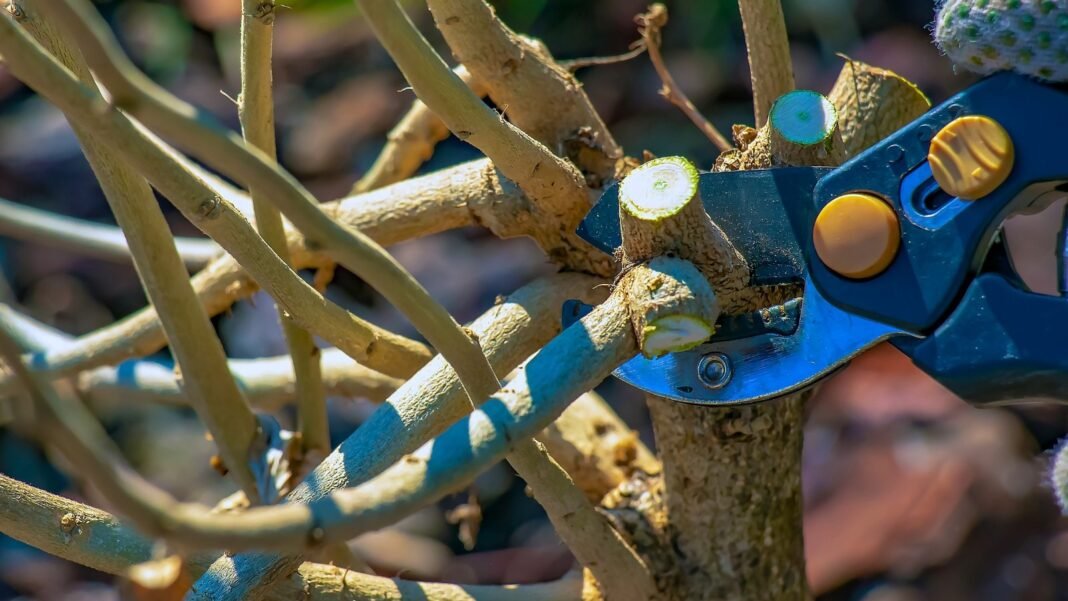 A gloved hand uses pruning shears to cut back hardy hibiscus branches, removing bare stems in preparation for new growth.