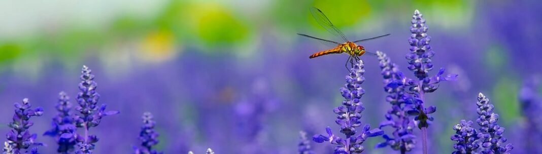 Dragonfly Meaning