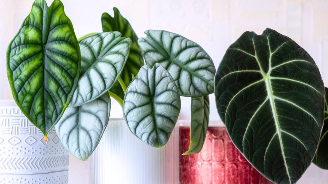 Three of the easiest alocasia varieties in white and red decorative pots display striking foliage with silvery-green textured leaves, velvety dark green leaves with pale veins, and glossy quilted green leaves with a metallic sheen.