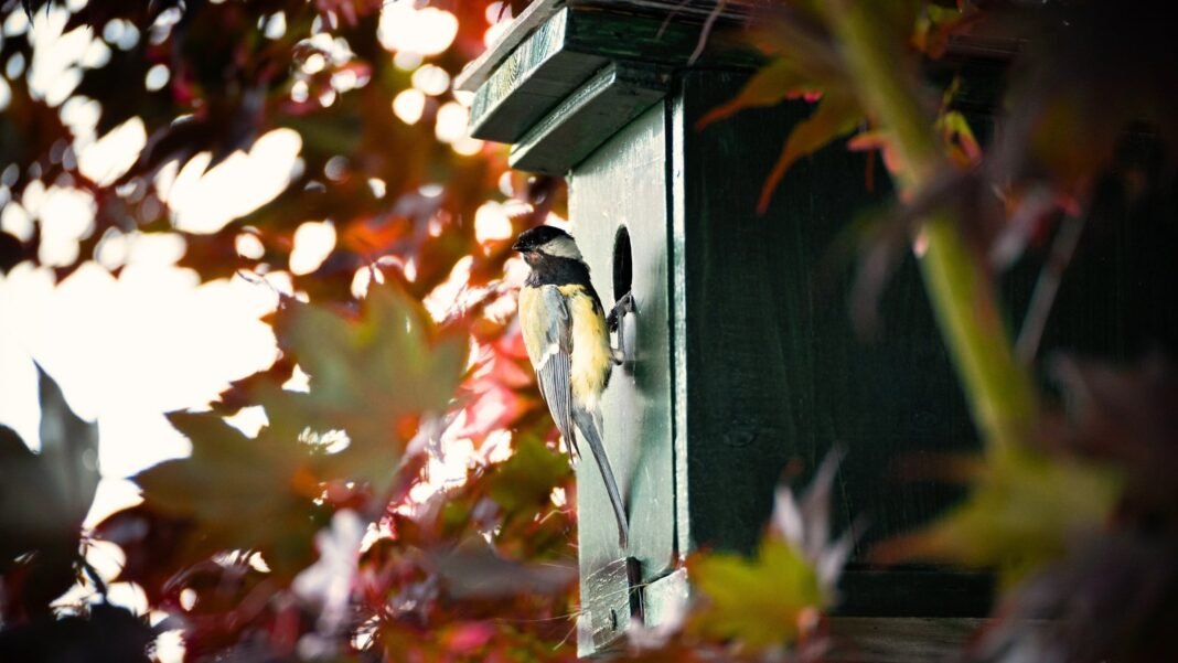 fall bird garden essentials. Titmouse with gray and yellow feathers perched at the entrance of a green wooden birdhouse on a tall maple tree adorned with red-orange autumn leaves.