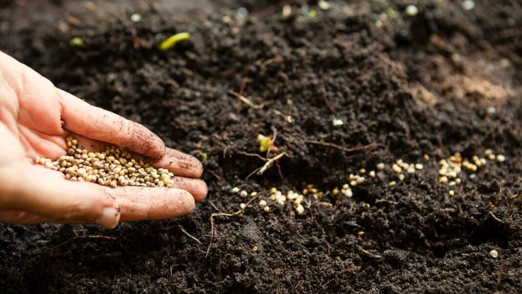 Gardener’s hand sowing small, round seeds into loose, dark brown soil in a fall garden.
