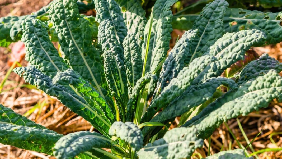 frost-tolerant-vegetables-october.jpg Frost-tolerant vegetables with tall, deeply wrinkled dark green leaves grow in a straw-mulched garden, thriving in October conditions.