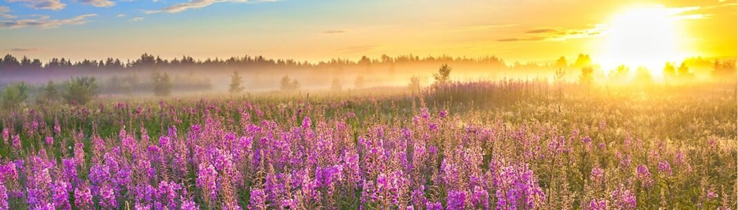 The Power of Gratitude – Short Must-See Film!