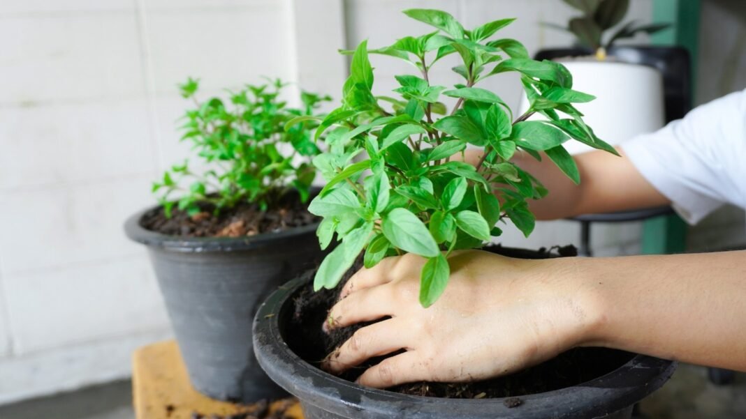 A person planting herbs inside during fall, pressing lush green foliage with oval leaves into dark soil.