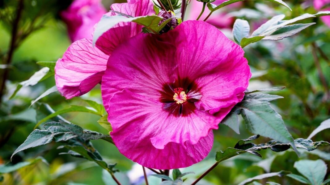 Close-up of a large, bright pink hibiscus flower with ruffled, overlapping petals and a darker center, set against dark green, lobed leaves, an excellent hibiscus variety for October planting.