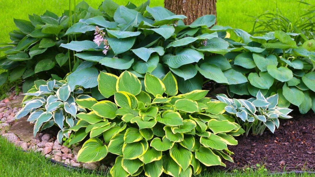 Various hosta varieties with a mix of blue, green, and gold leaves, displaying diverse shapes and textures, are perfect to plant in October.