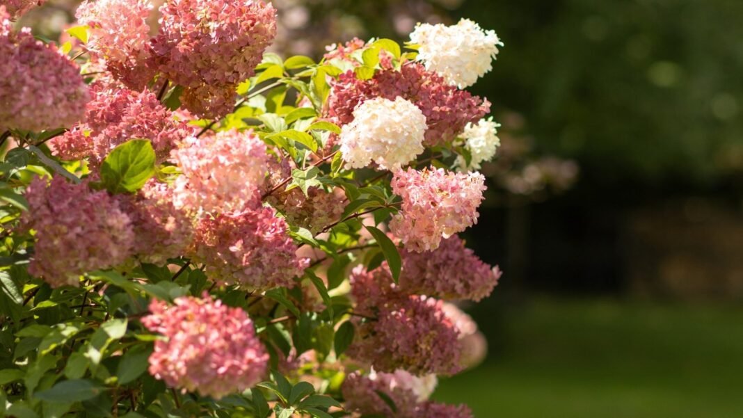 hydrangea-colors-.jpg A hydrangea with clusters of flowers transitioning through shades of red, pink, and creamy white, showcasing vibrant fall colors in the garden.