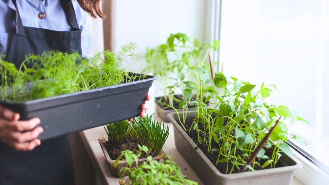 A woman cares for a young indoor food forest with diverse potted plants on a bright windowsill filled with natural light.