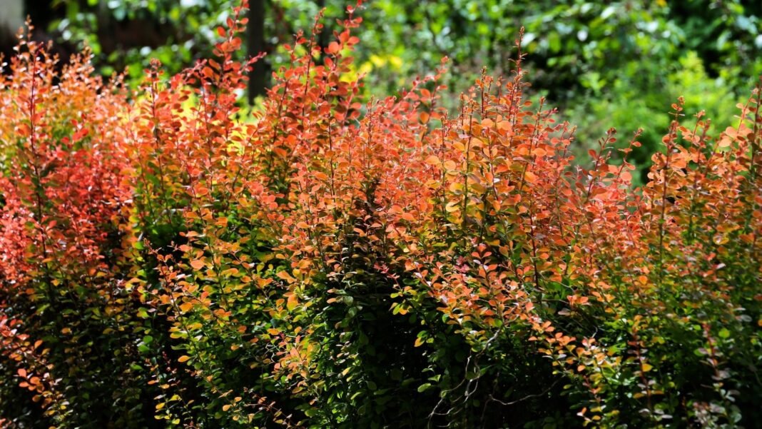 A compact bushy invasive shrub with small, oval leaves transitioning from green to red along its thorny branches.