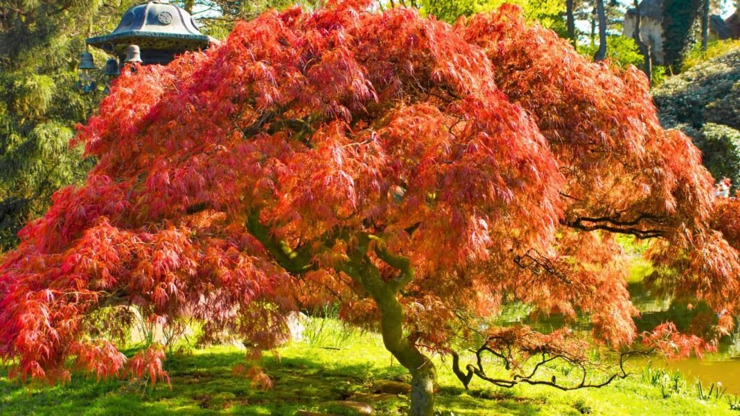 A large Japanese maple tree with crimson leaves cascading over dark, curved branches in a sunny fall garden, which is perfect for planting in October.