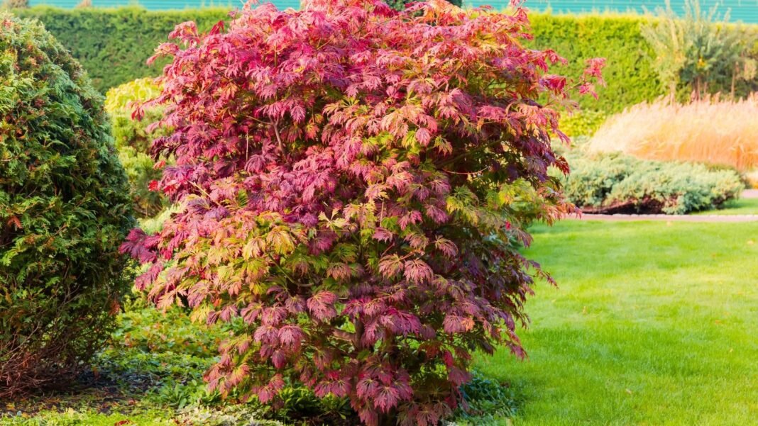 Japanese maple varieties in a landscaped garden display a striking mix of green and purple foliage, with delicate, deeply lobed leaves that create a layered, elegant texture among surrounding plants.