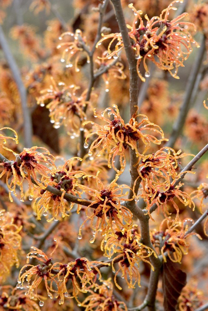 Check Out These Cool Characters! The Top Winter Garden Plants