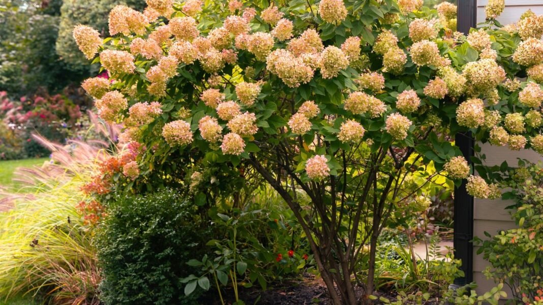 A limelight hydrangea tree displays large, conical flower clusters transitioning from pale green to creamy soft pink, surrounded by various companion plants in the flower bed.