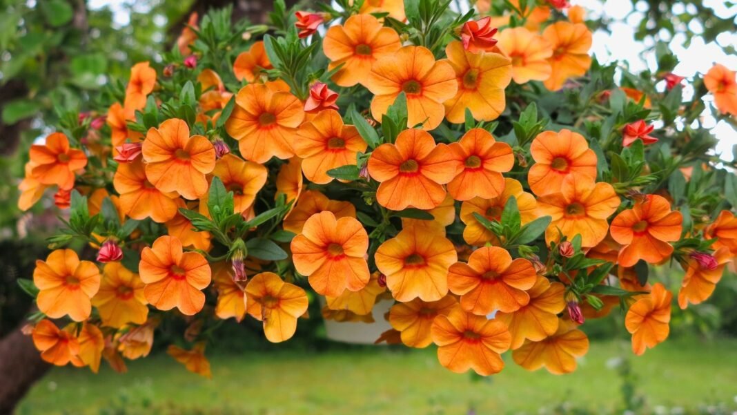 A hanging basket of blooming october container plants with small bright orange flowers and reddish centers.