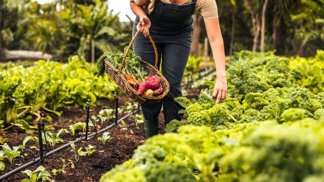 A close-up view of a person in overalls harvesting leafy green and purple-red vegetables into a wicker basket from an October kitchen garden.