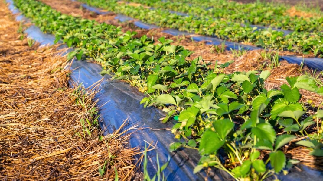 A strawberry plantation shows rows of plants growing with straw serving as organic mulch and black plastic sheets as synthetic mulch, covering the soil for protection and moisture retention.
