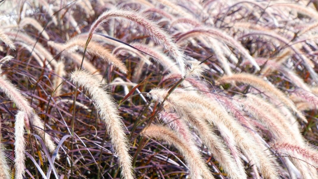 Purple fountain grass with frosted purple foliage and pinkish-gold spikes stands in a winter garden, showing how to overwinter purple fountain grass successfully.