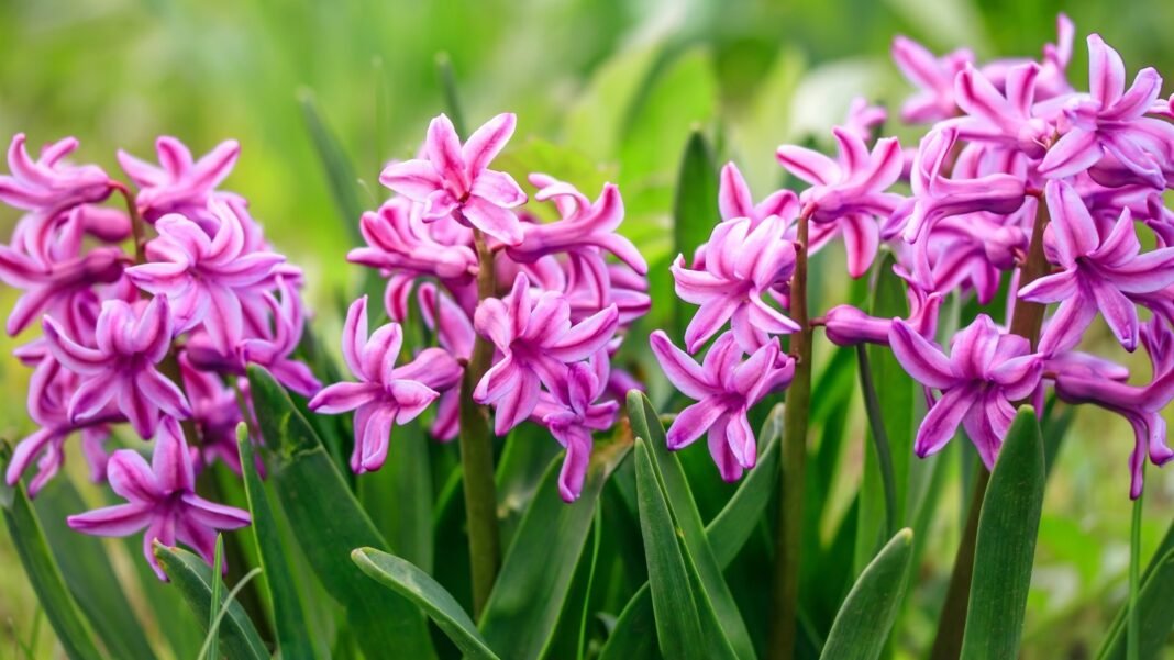 Perennial bulbs planted in October produce dense clusters of fragrant, tubular pink flowers with tightly packed petals atop thick, strap-shaped green leaves.