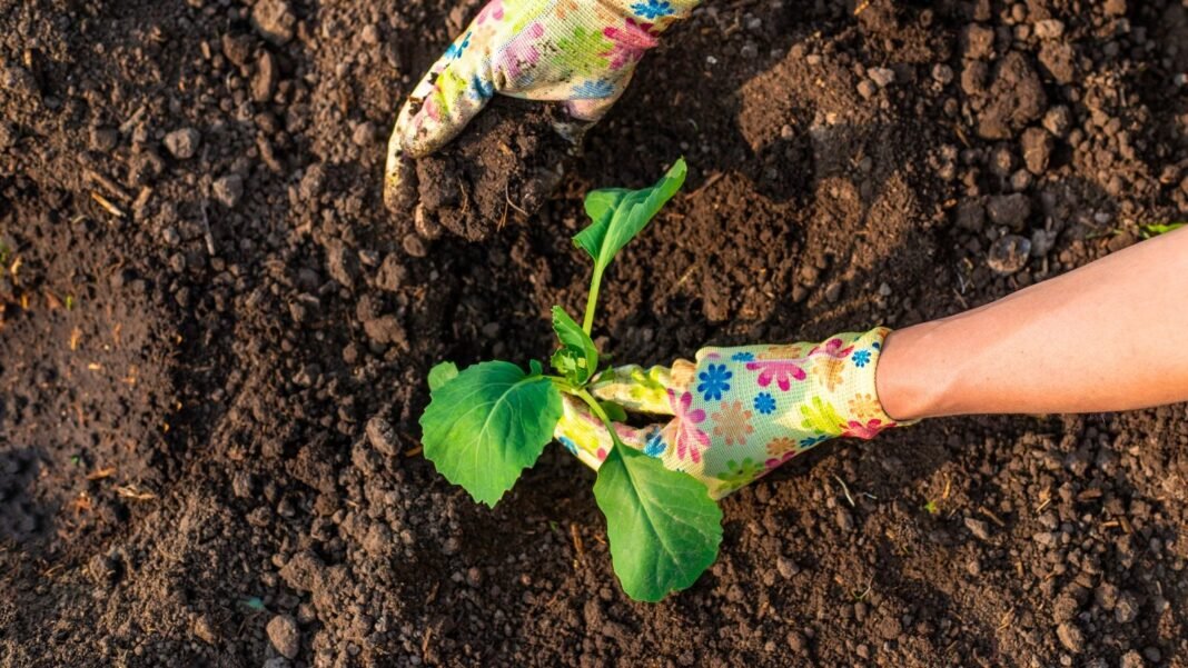 A pair of gloved hands planting an October plant seedling with large, rounded leaves in dark soil.