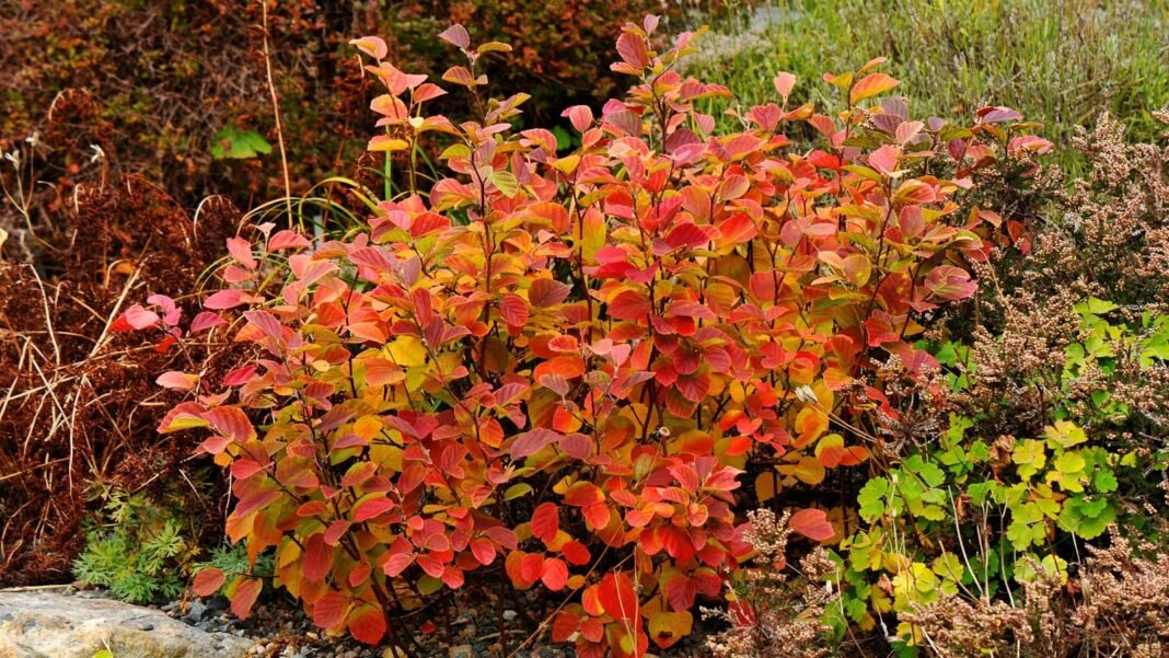 plants-change-color.jpg Plant with rounded, serrated leaves that change from green to vibrant shades of orange and red in fall, creating a striking display of seasonal color.