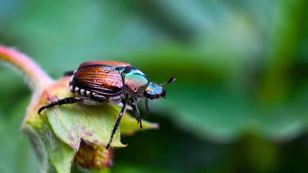 A beetle with a bright metallic green head and bronze-brown wing covers rests on a green plant bud, one of the plants Japanese beetles hate.