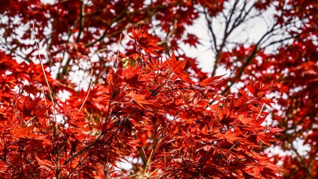Red leaves tree with graceful, spreading branches covered in deeply lobed, dark red leaves forming a dense, vibrant canopy.
