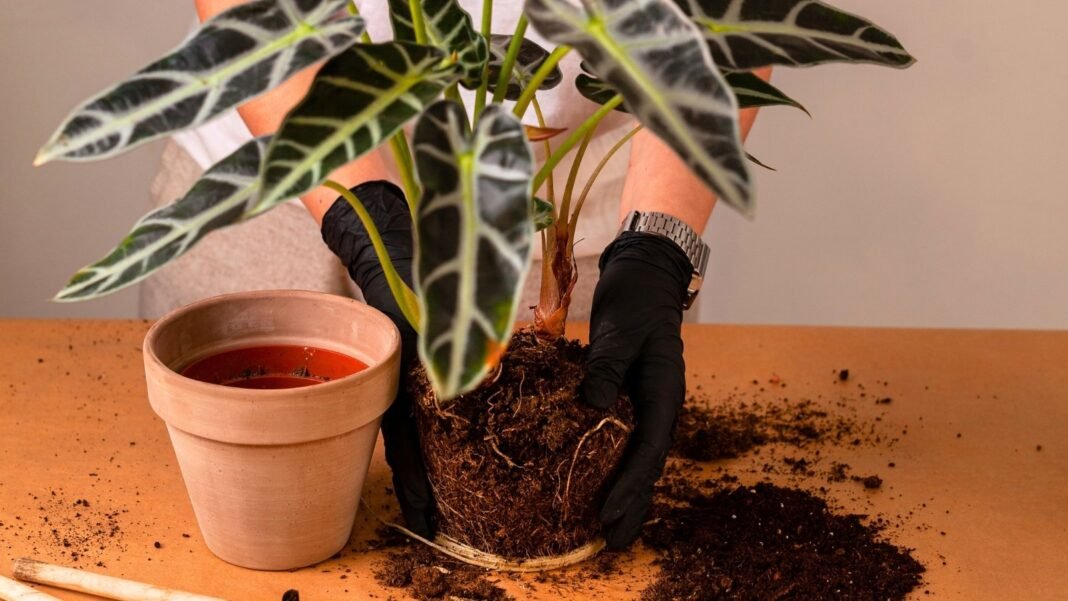 Close-up of gloved hands repotting an alocasia plant with large, glossy arrow-shaped leaves and thick upright stems, with a terracotta pot standing on the wooden table nearby.