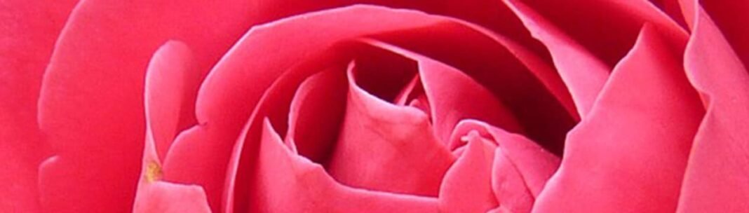 Stop And Smell the Roses – Learn the Multi Layered Wisdom of this Saying!