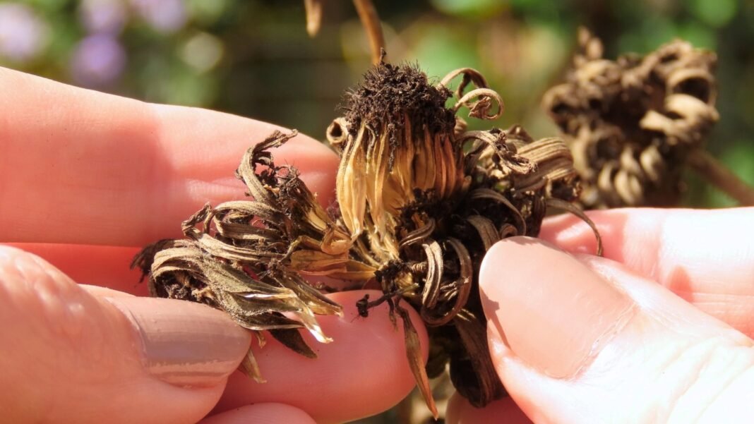Woman’s hands carefully save zinnia seeds by collecting them from a dried flower head for next season’s planting.