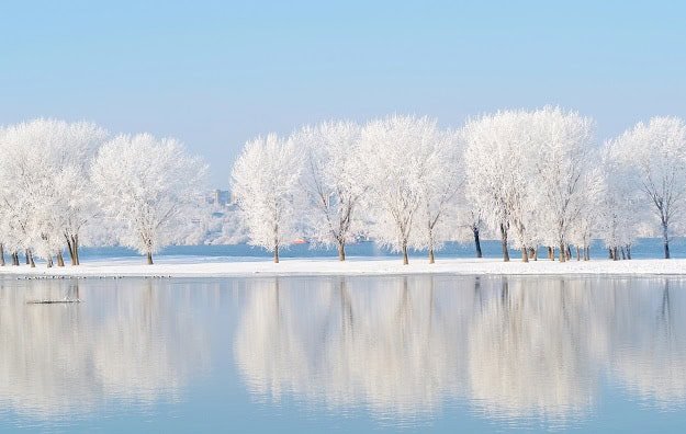 Frost-covered trees by a lake in winter.