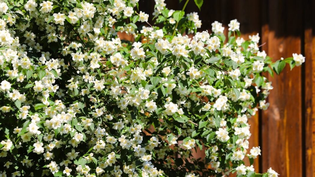 Shrub with arching branches, glossy green oval leaves, and clusters of star-shaped white flowers with delicate petals and yellow centers, ideal to plant in October for a vibrant autumn bloom.