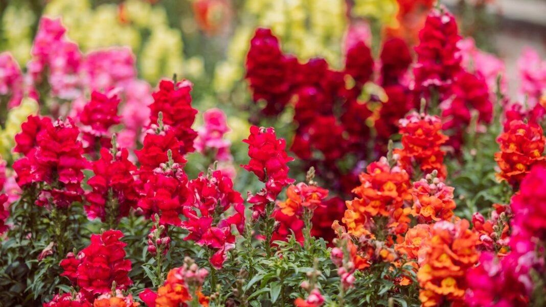 A flower bed displays blooming snapdragon fall varieties with bright red, pink, and orange spike-shaped flowers rising among lush green leaves.