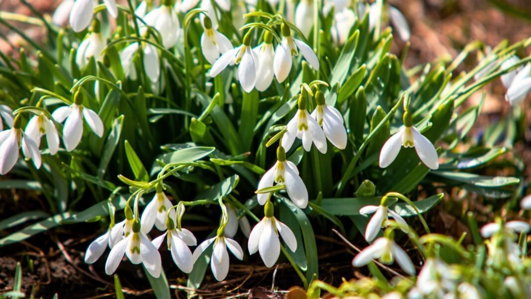 Delicate snowdrop flowers hang from slender, arching green stems, each with narrow, linear leaves and small, nodding white blooms with a green-tipped inner tepal.
