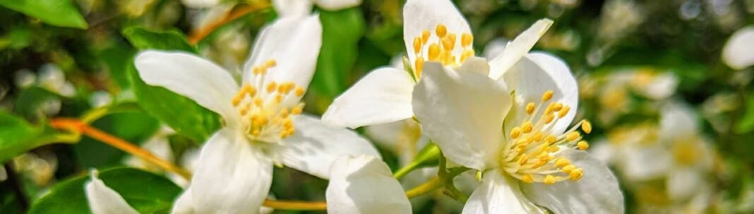 A “Spiritual” Birthday Idea …