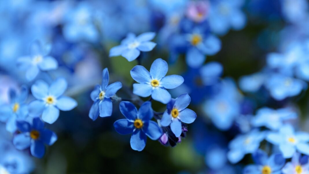 true-blue-flowers.jpg Clusters of small, five-petaled true blue flowers with bright yellow centers in soft focus.