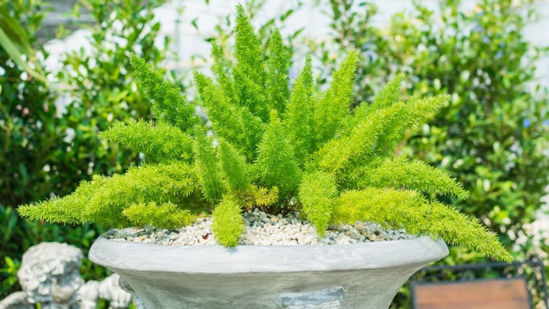 Foxtail-ferns-containers.jpg A lovely shot of Foxtail ferns containers appearing to have bright green fronds and other potted plants in the background