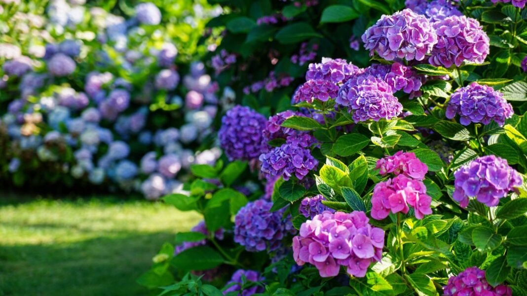 A close-up of vibrant Hydrangea flowers in blue and pink hues, surrounded by lush green leaves, with more Hydrangea plants in the background, including hydrangea old wood