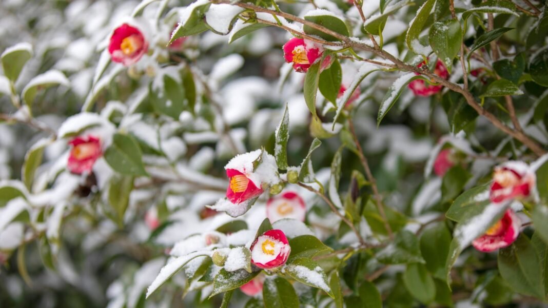 Red-Tea-Oil-Camellia-blooms-are-one-of-flowers-survive-winter.jpg Red Tea-Oil Camellia blooms are one of flowers survive winter, appearing to be covered win white frost placed somewhere with warm sunlight