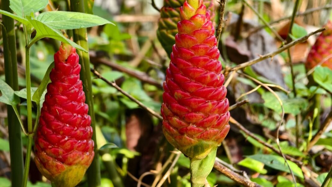 Two-lovely-flowers-of-pine-cone-ginger-varieties-November.jpg Two lovely flowers of pine cone ginger varieties November, appearing to have bright red blooms surrounded by green foliage